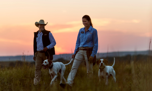 Man and women with two dogs walking in a field