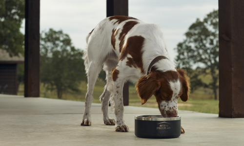 White and brown dog eating out of a dog food bowl