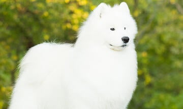 today's breeder issue 102 cover image of Samoyed