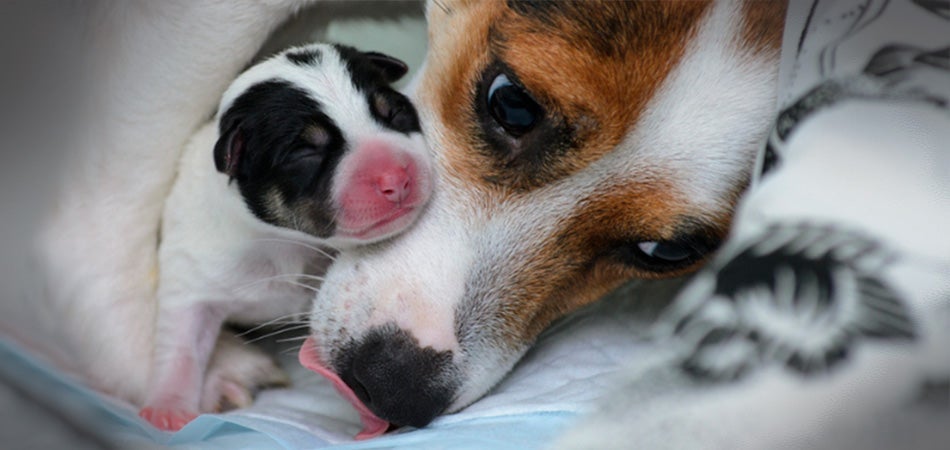 Dog Reproduction & Nutrition: Before, During, After | Purina Pro Club