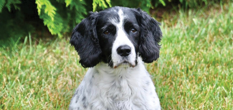 The English Springer Spaniel: Your Essential Guide From Puppy To Senior Dog (Best Of Breed): Woodbridge, Celia: 9781910488072