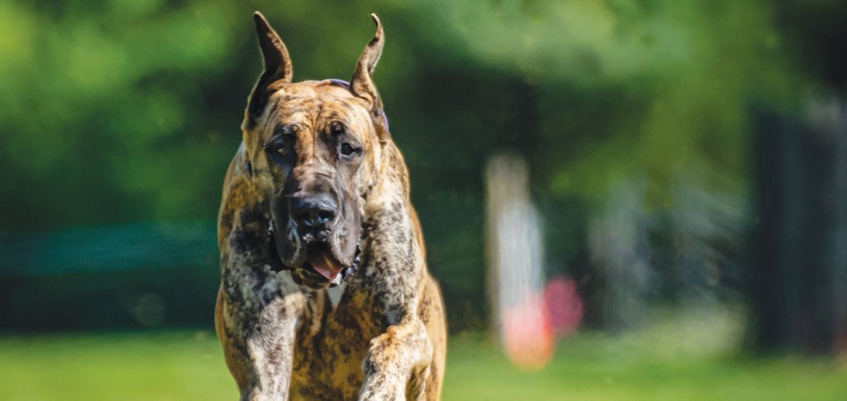 Fast CAT Great Dane Dilly Pickles Set Breed Record | Purina Pro Club