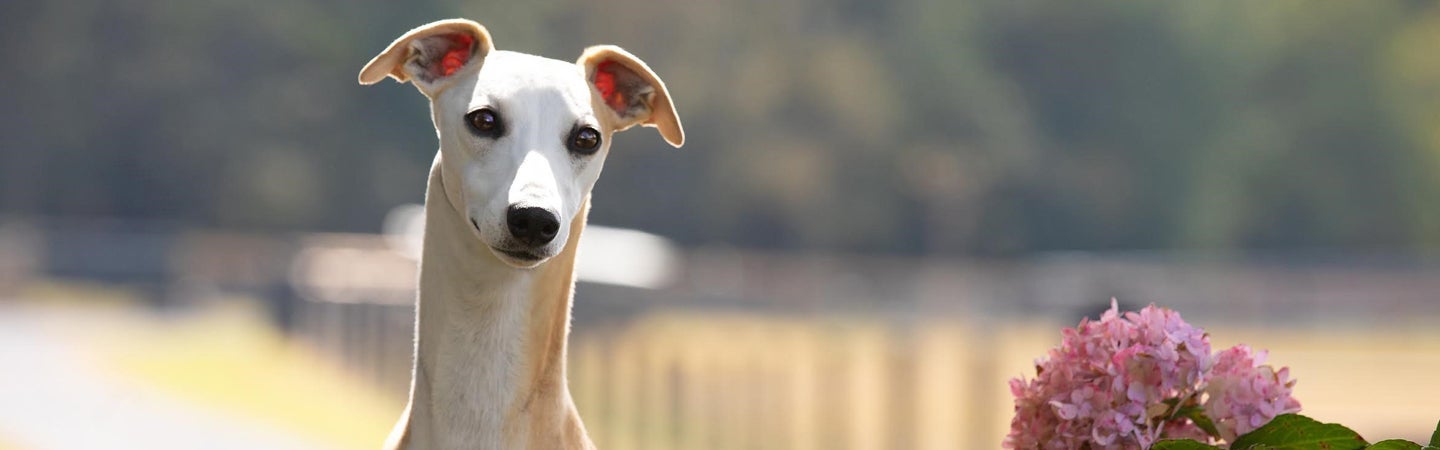 Whippet Wins at 2020 AKC National Championship | Purina Pro Club