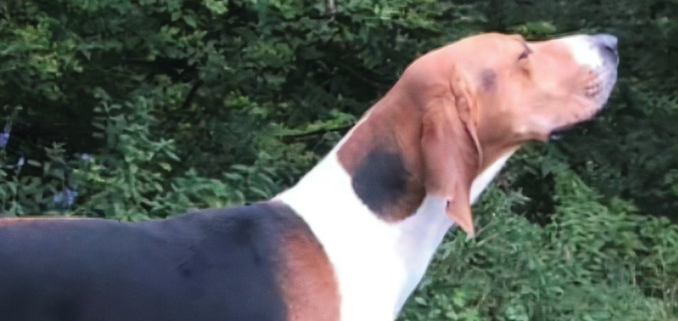 Wendy, a Treeing Walker Coonhound Shines in UKC | Purina Pro Club
