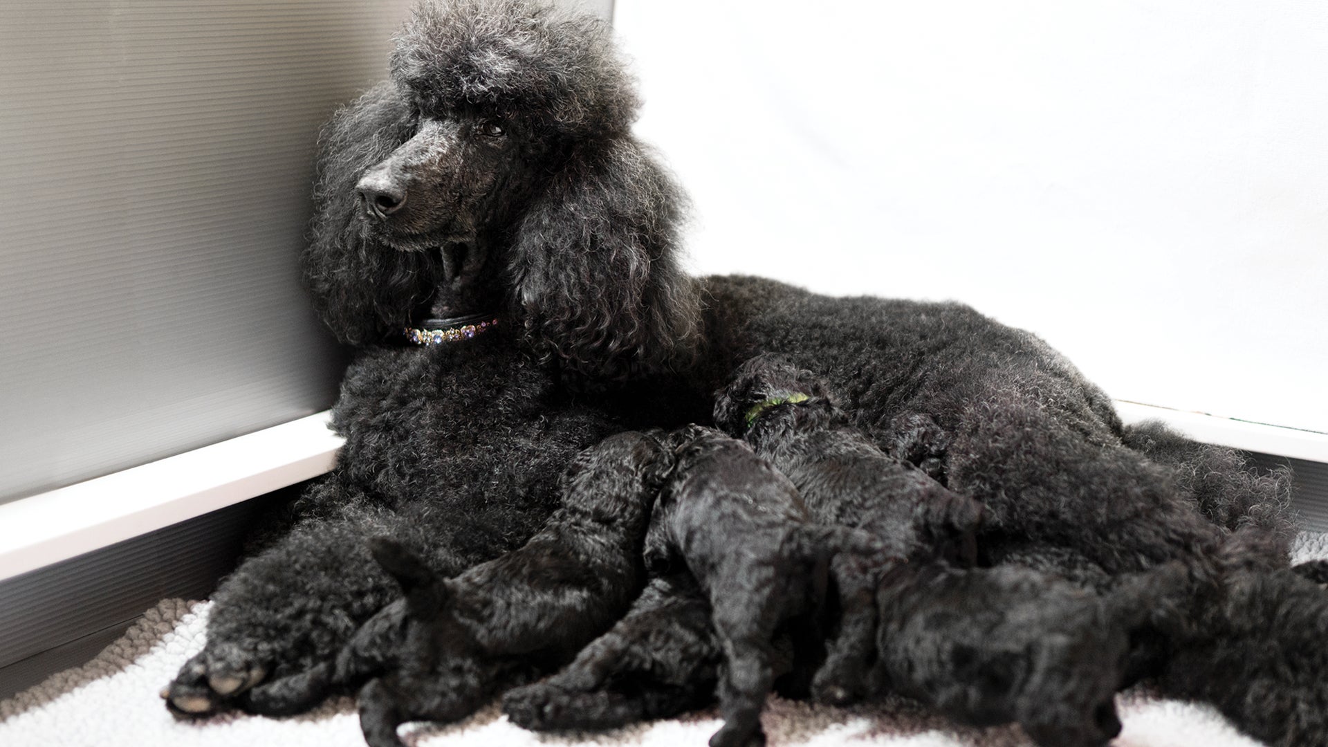 female breeding dog and her puppies