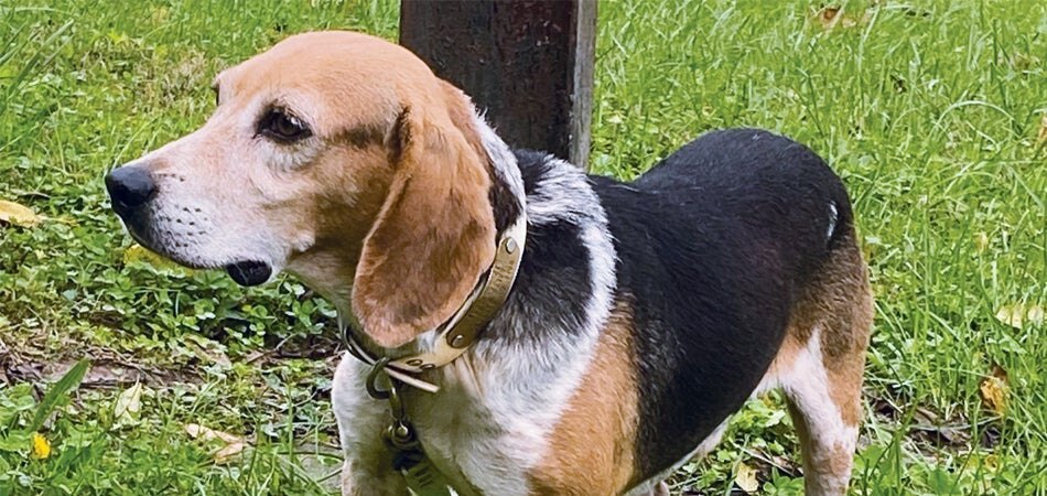 Chaos the Beagle