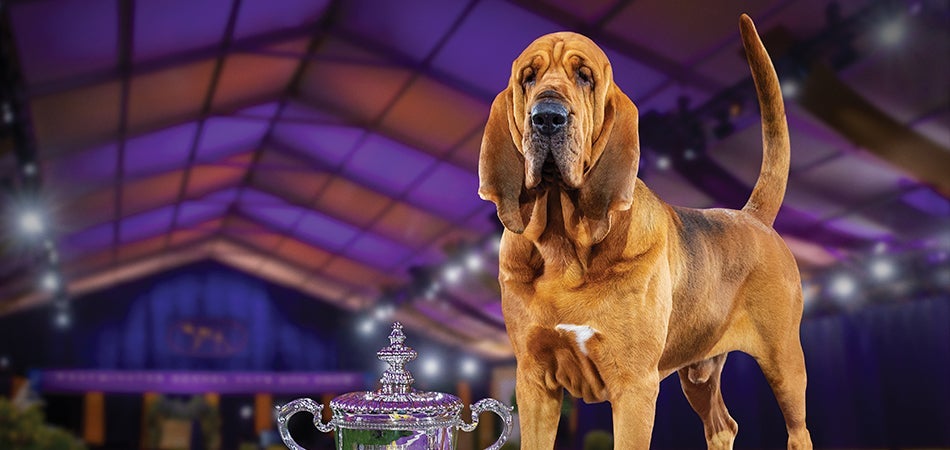 ミュージック HOUND DOG BLOOD LIVE FINAL Bloodhound Named Top Dog at Westminster Dog Show