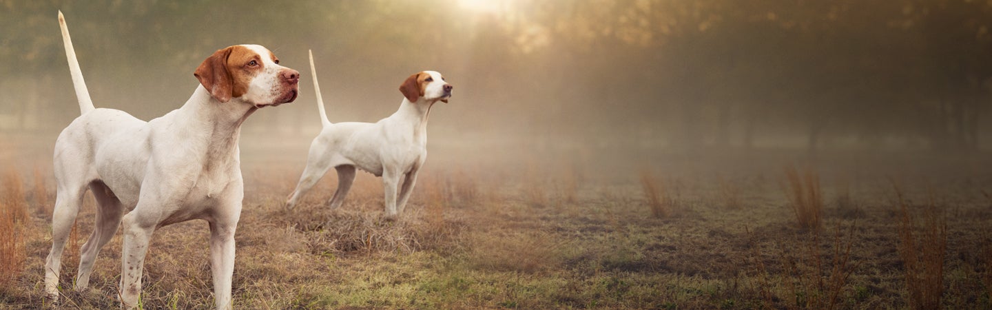 Two English pointer dogs focused in a field