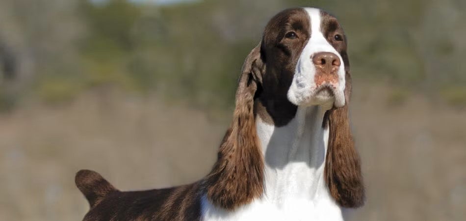 No.1 English Springer Spaniel All Systems is Teddy | Purina Pro Club