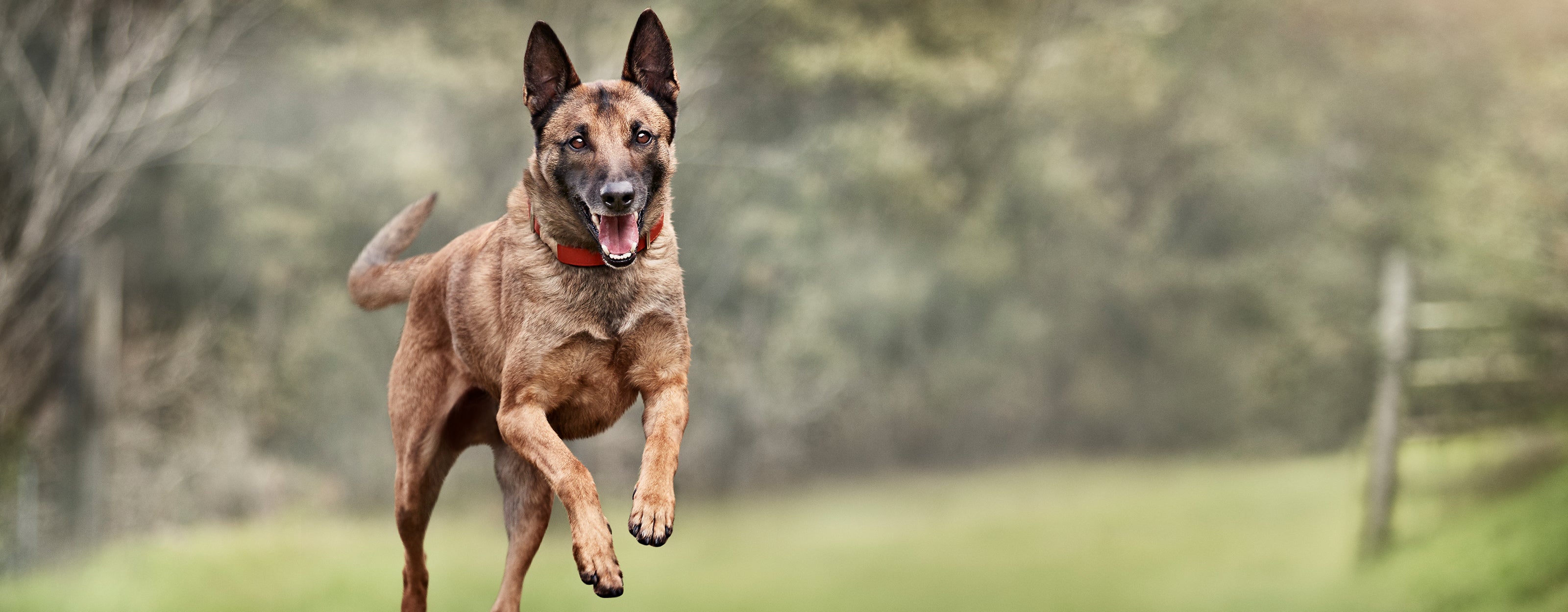 German Shepherd Spayed Vs Unspayed Dog Cheap Is Weeks Too