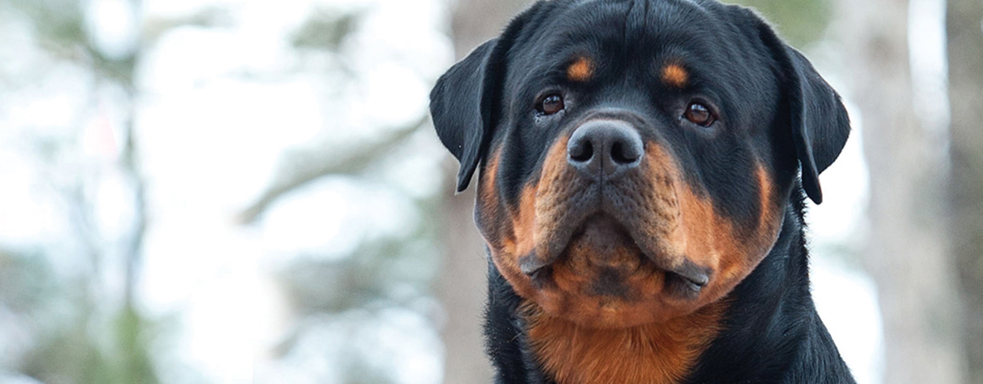 Risks & Benefits of Early Rottweiler Sterilization | Purina Pro Club