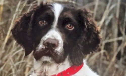 Dots sporting dog