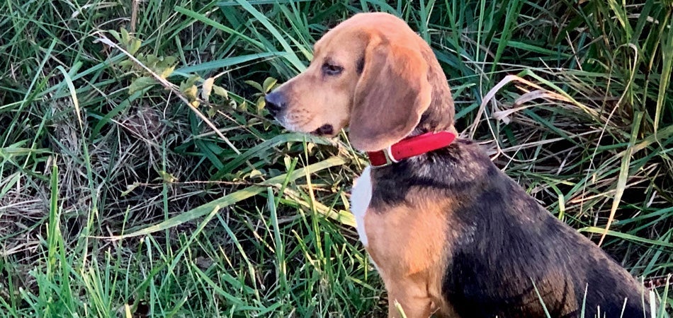 Molly the Beagle