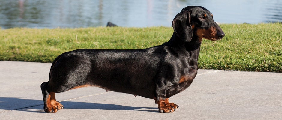 Dachshunds' Short-Leg Phenotype Linked To IVDD | Purina Pro Club