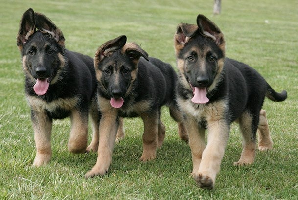 German Shepherd Puppies Ohio