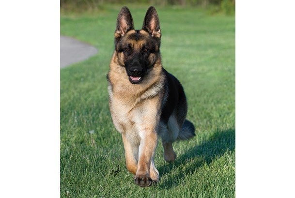 German Shepherd