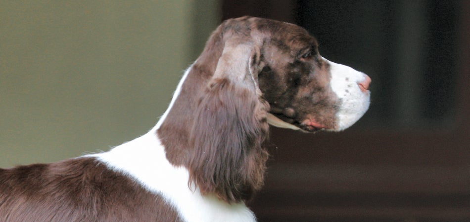 レノックス(スパニエル犬) Jewelled Springer Spaniels レノックス(スパニエル犬) Jewelled Springer Spaniels レノックス