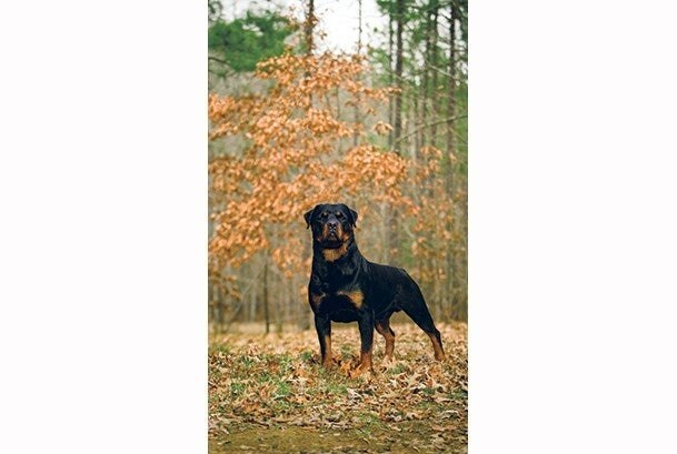 Rottweiler