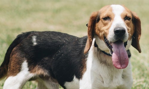 Fathead the beagle