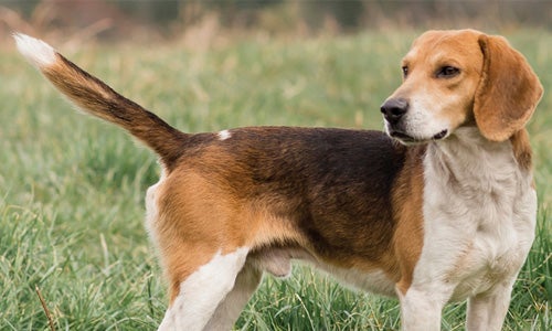 Spo beagles deals