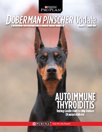 Doberman Pinscher Autoimmune Thyroiditis Screening | Purina Pro Club