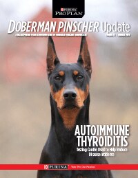 Doberman Pinscher Autoimmune Thyroiditis Screening | Purina Pro Club Doberman Pinscher Autoimmune Thyroiditis Screening | Purina Pro Club