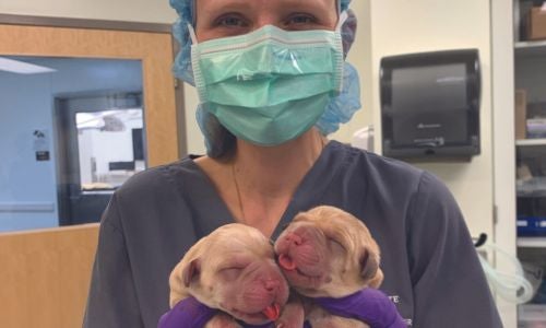 Lady holding two puppies