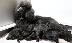 image of Black poodle nursing several puppies