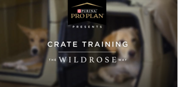 Puppy training videos crate training