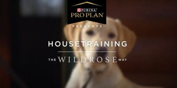 Puppy training videos house training