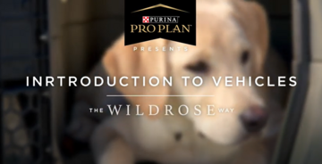 Puppy training videos intro to vehicles