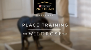 Puppy training video joint protection