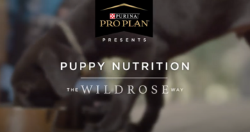 Puppy training video puppy nutrition