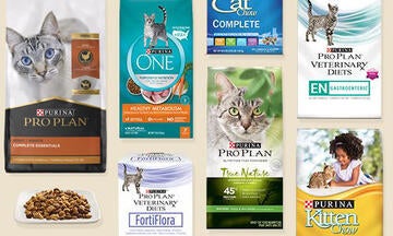Cat Food Brands