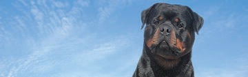  'Axl,' a Rottweiler, Drives Excitement at Greater Miami Dog Club Shows