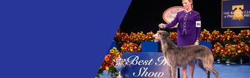 ‘Claire’ Wins 2021 National Dog Show