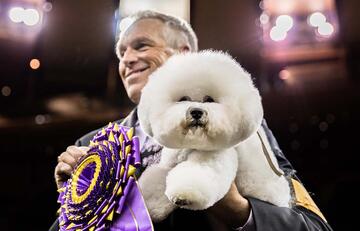 conformation, man holding winning dog and ribbon