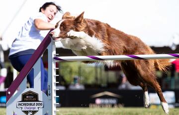 Dog Sports, woman working with dog in the incredible dog challenge event