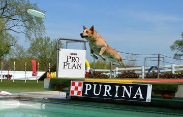 Dog is dock-diving for a frisbee at Purina Farms