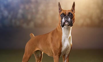 Boxer proudly standing in the spotlight at a dog show