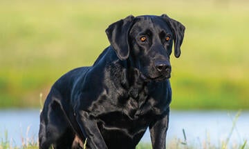 Black lab outside next to water