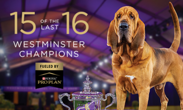 Trumpet the Bloodhound stands next to the Westminster Dog Show Best In Show trophy