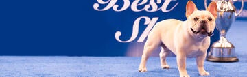 ‘Winston’ Wins 2022 National Dog Show