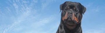 Axl, a Rottweiler, Drives Excitement at Greater Miami Dog Club Shows