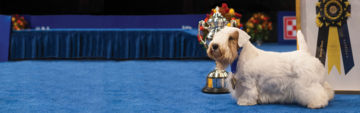Sealyham Terrier ‘Stache’ Wins Best In Show at 2023 National Dog Show 