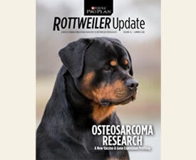 rottweiler-update