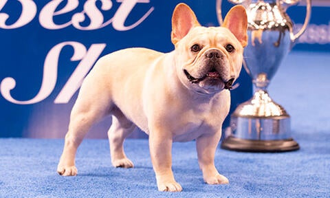 Awards & Recognition | Purina® Pro Club®