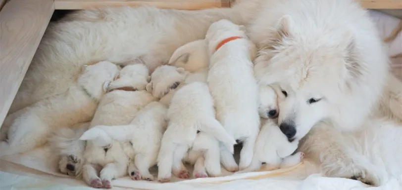 0375995 ProClub Article NutritionForPuppies header 950x450 0375995 ProClub Article NutritionForPuppies header 950x450