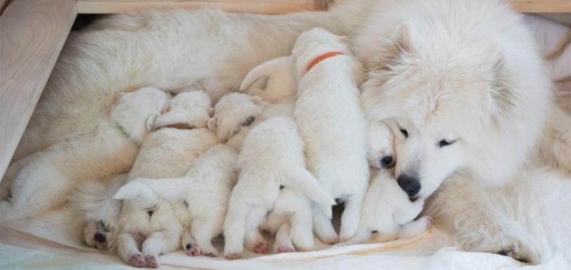 0375995 ProClub Article NutritionForPuppies header 950x450