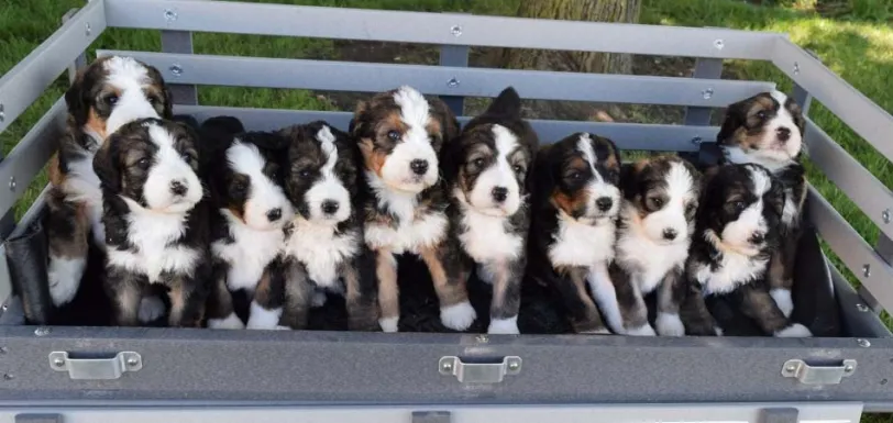 pro club healthy socialized puppies 950x450